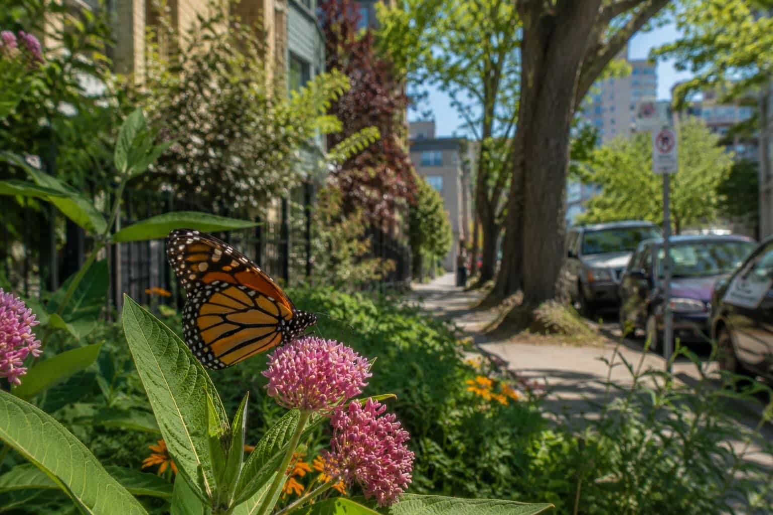 Monarch Butterflies