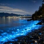 bioluminescence vancouver glowing water at night