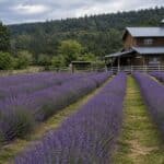 A beautiful field of purple flowers at one of the top Lavender Farms Vancouver