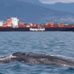 Vancouver whale sightings