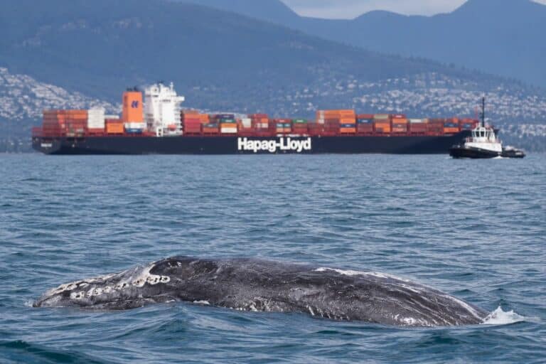 Burrard Inlet Vancouver: 3 Big Risks of the New Dredging Project