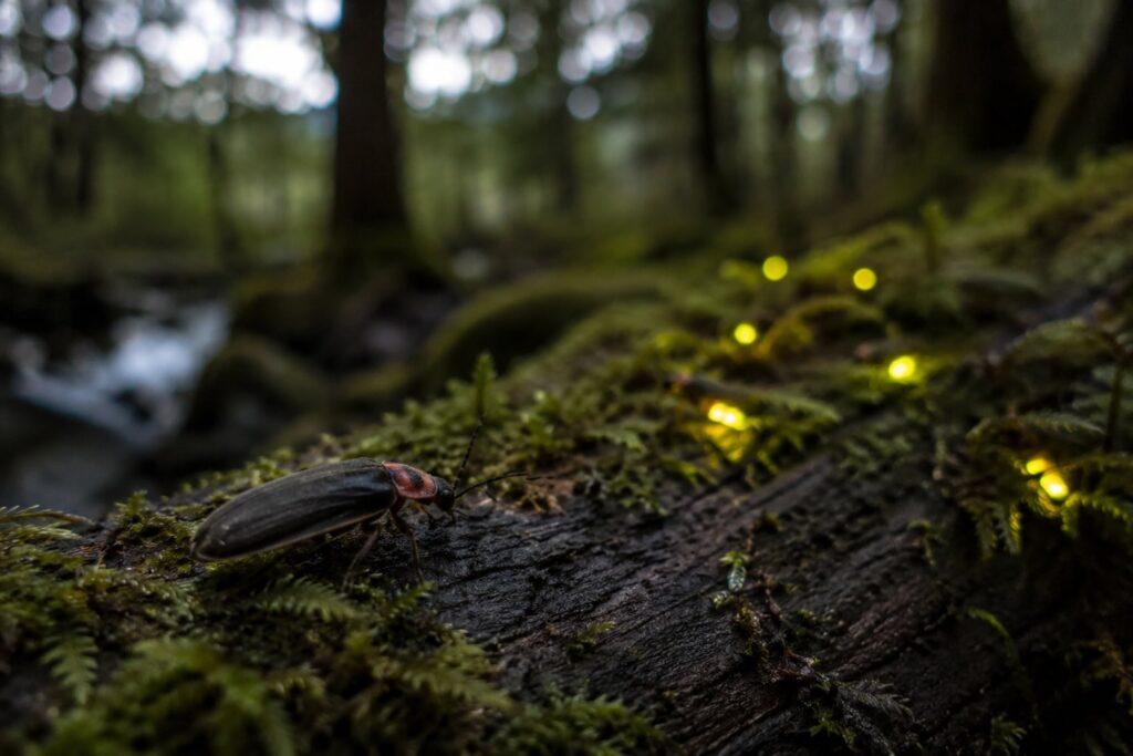 Searching for hidden fireflies in Vancouver BC during the summer season