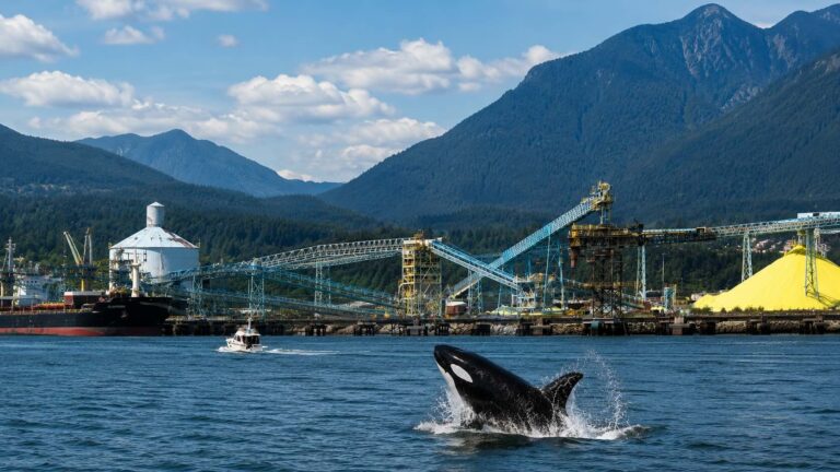 Record-Breaking Orcas in Vancouver Island 2026: The Salish Sea is Glowing