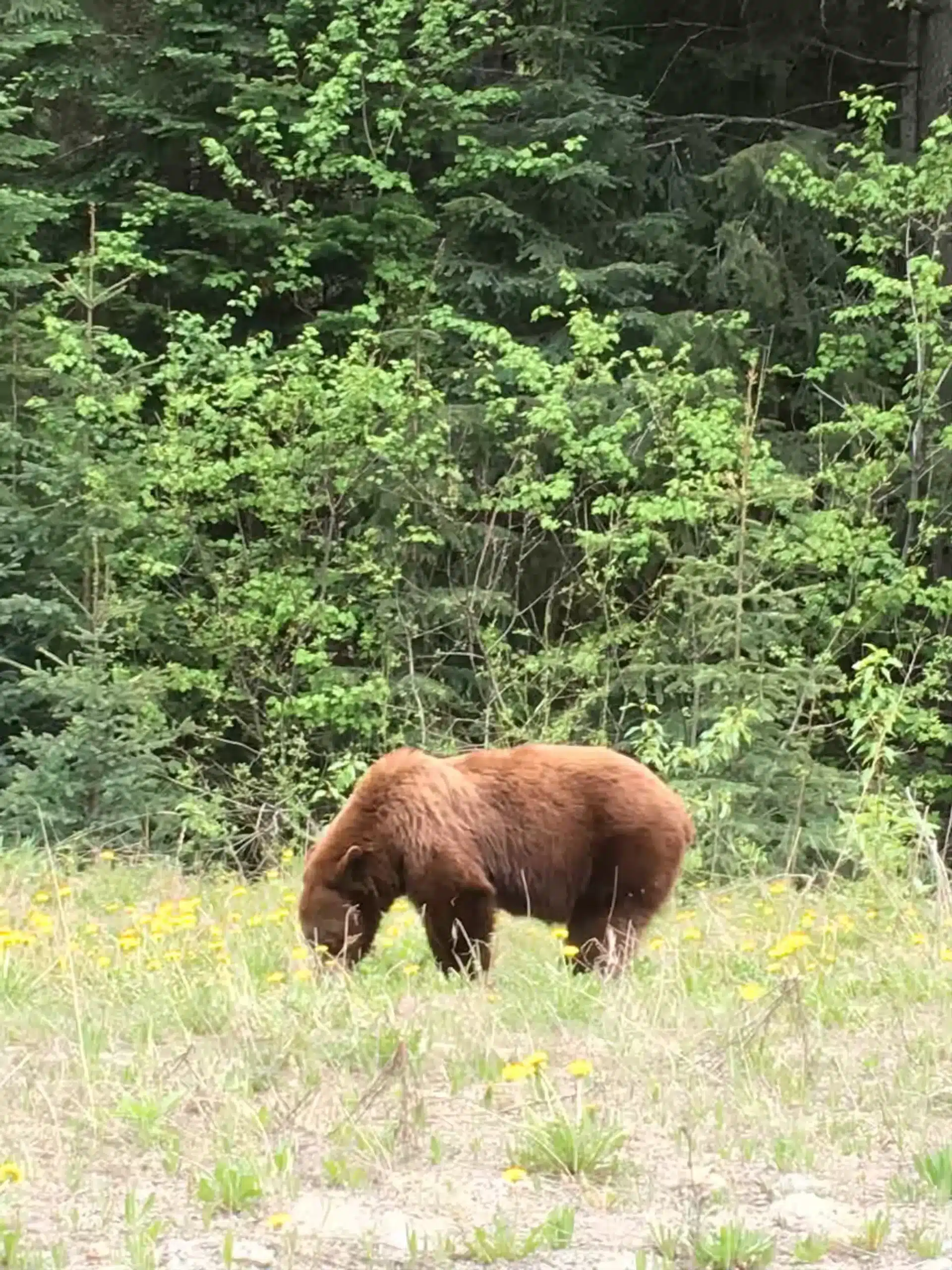 brown bear foraging in the grass seen during a Vancouver to Banff road trip