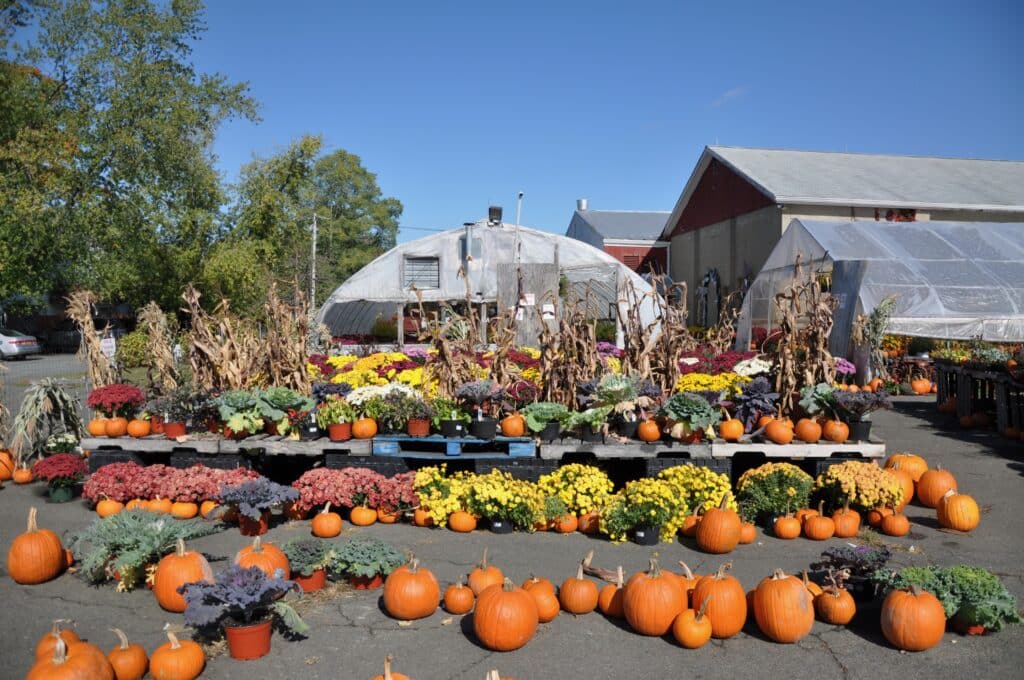 Families enjoying a Vancouver pumpkin patch in autumn
