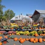 Families enjoying a Vancouver pumpkin patch in autumn