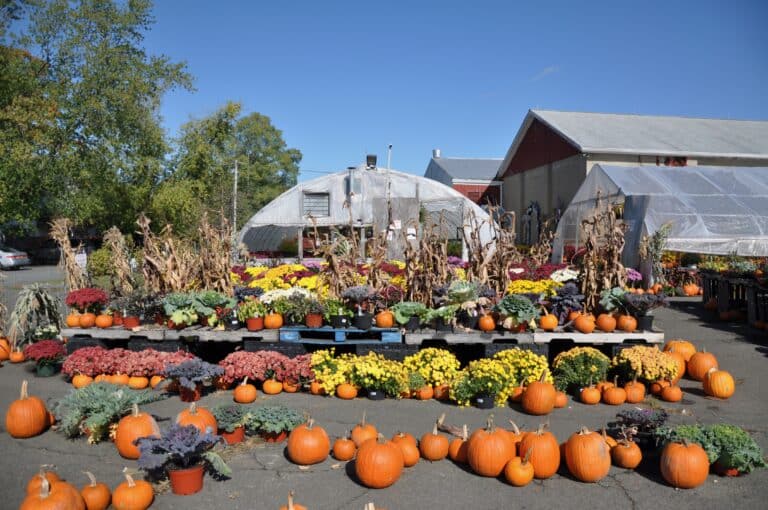 Vancouver Pumpkin Patch 2026: 4 Best Farms & Ticket Hacks